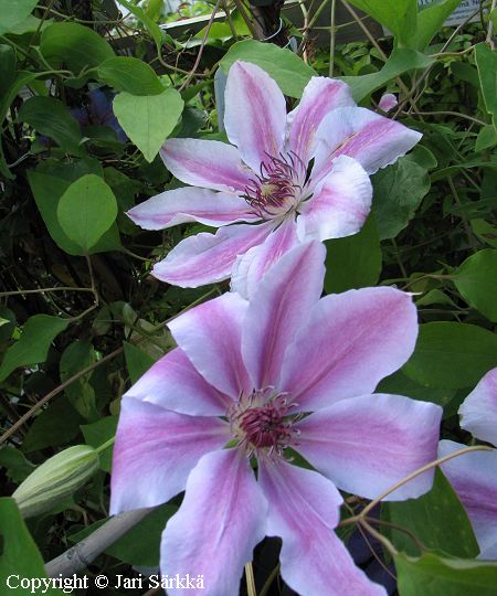 Clematis Patens-Ryhm 'Nelly Moser', loistokrh